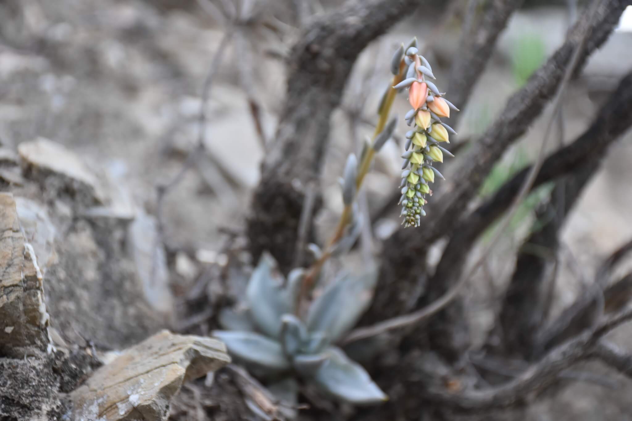 Echeveria humilis